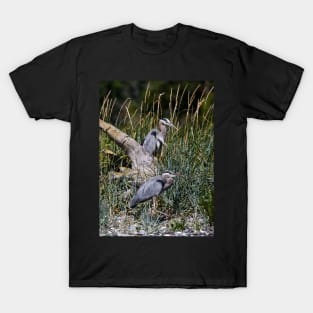 Two Hersons at Rest Among the Grasses T-Shirt